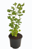 uva espino verde planta 1 (R)